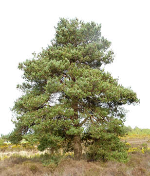 Image of Scotch Pine