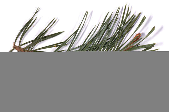 Image of Scotch Pine