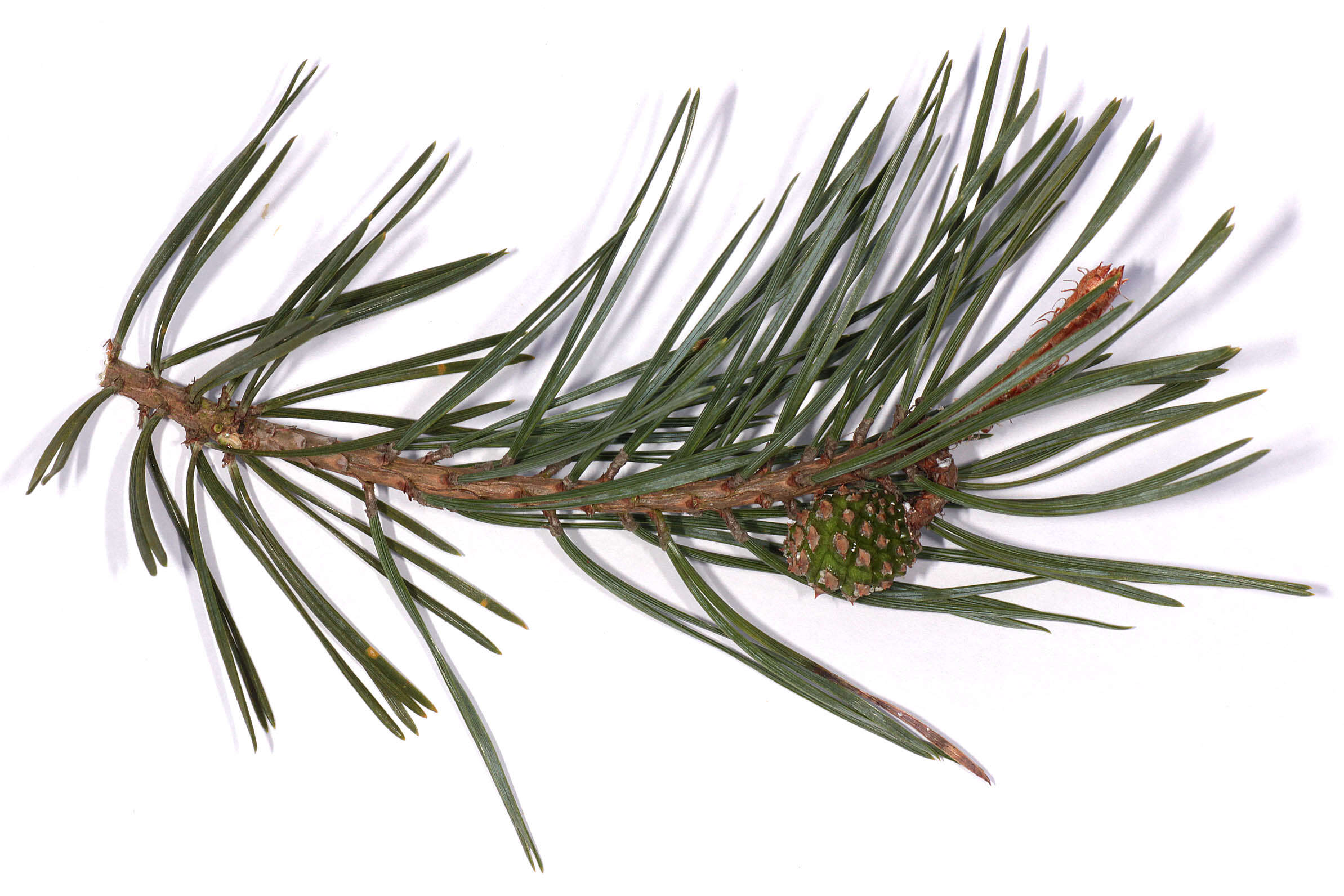 Image of Scotch Pine