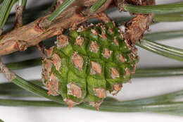 Image of Scotch Pine