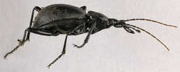 Image of Cychrus caraboides (Linnaeus 1758)