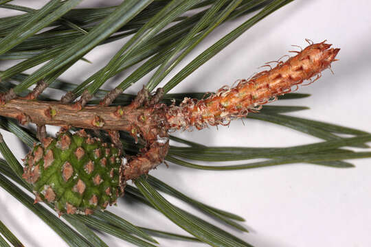 Image of Scotch Pine