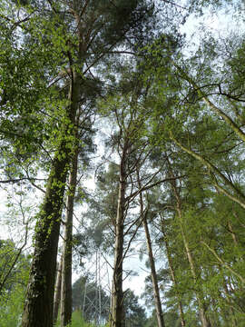 Image of Scotch Pine