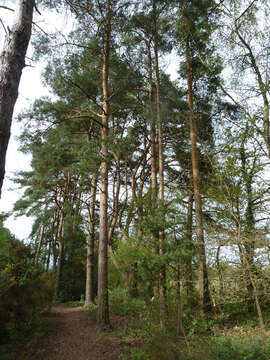 Image of Scotch Pine