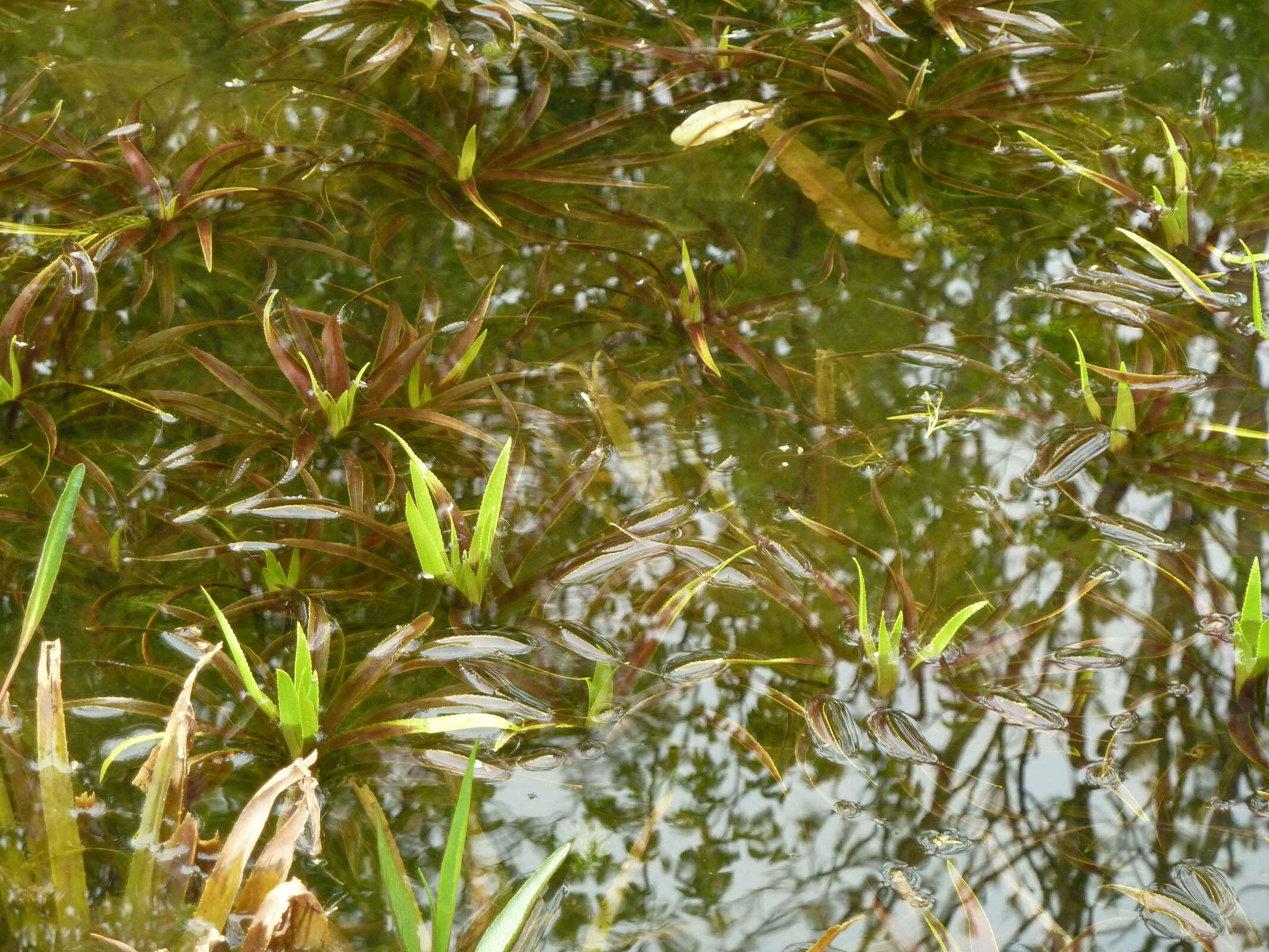 Image of water soldiers