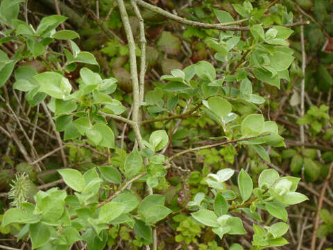 Image of goat willow