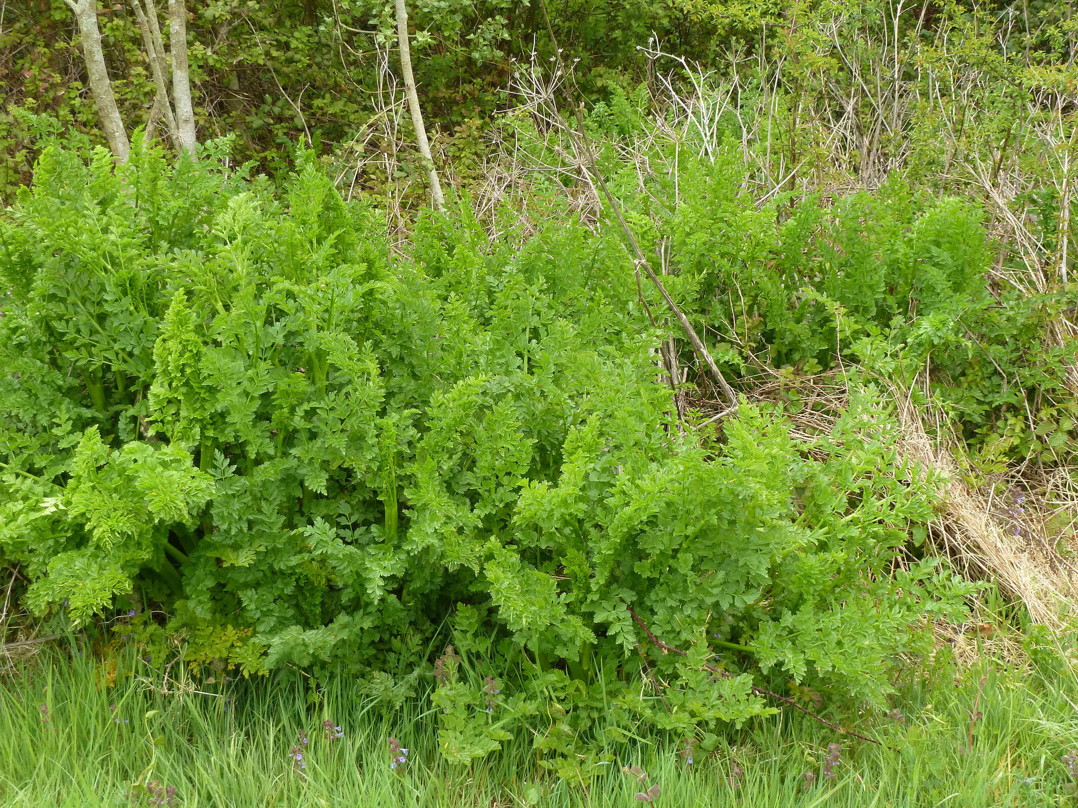 Oenanthe crocata L. resmi