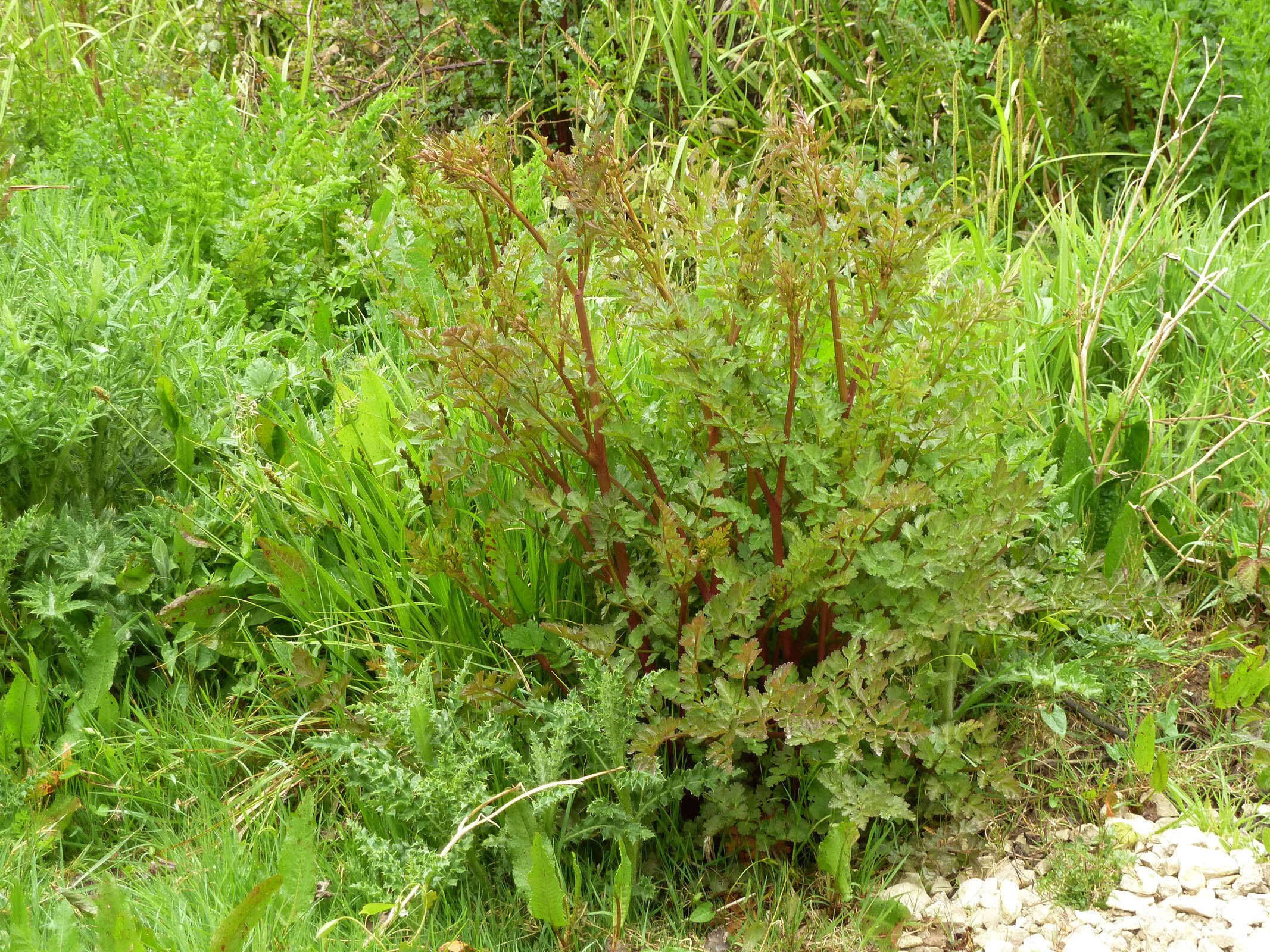 Oenanthe crocata L. resmi