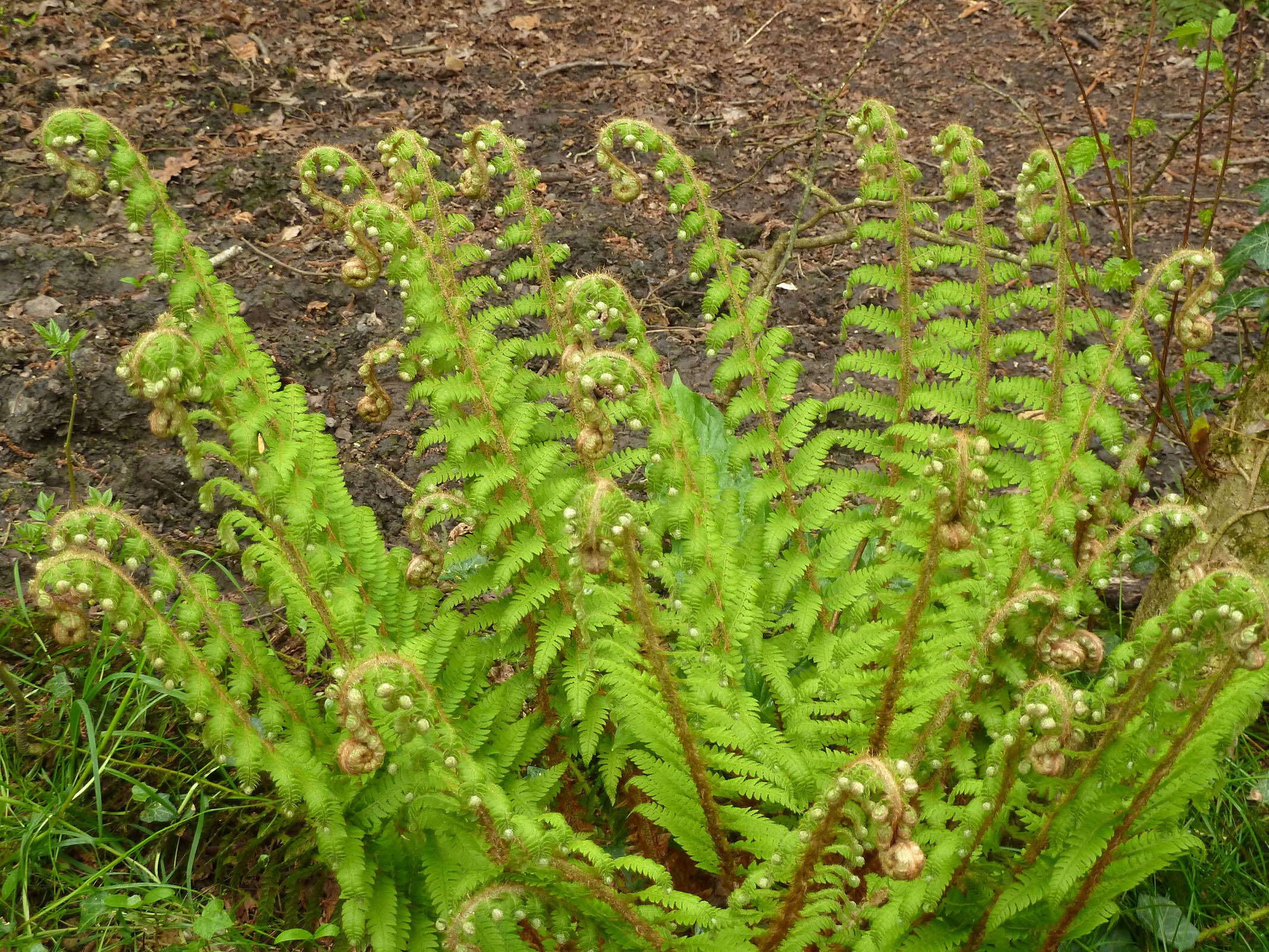 Image of Soft Shield Fern