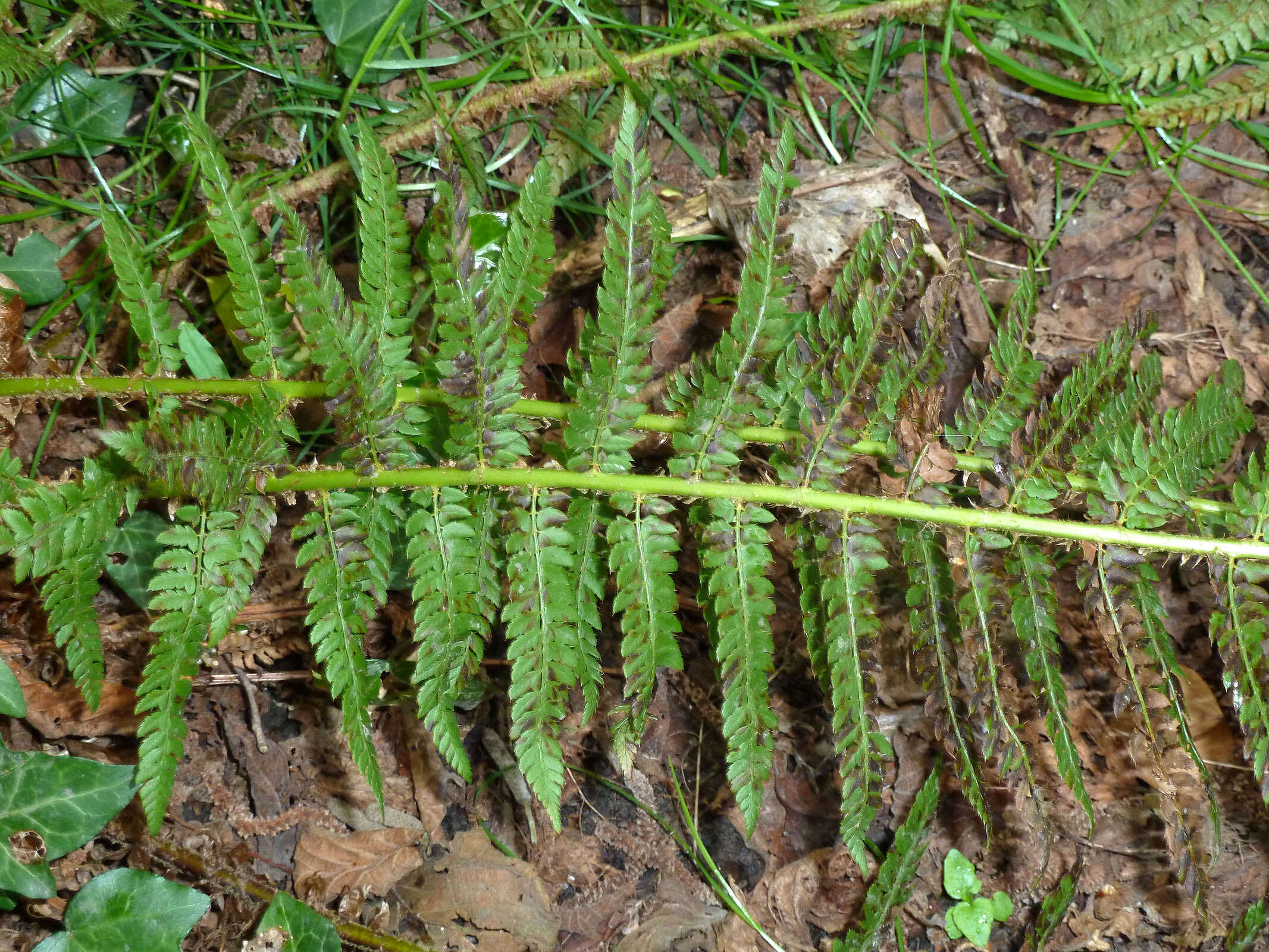 Image of Soft Shield Fern