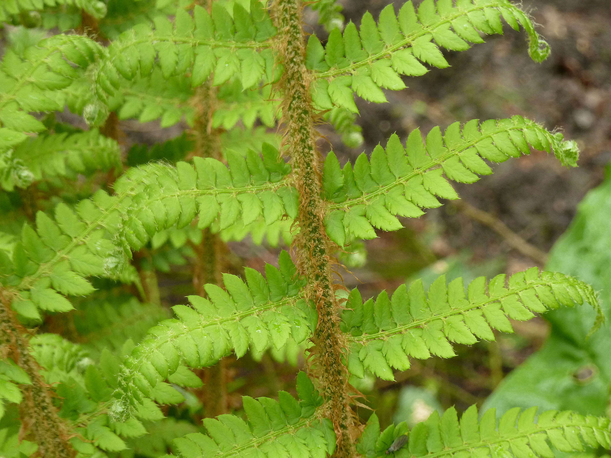 Image of Soft Shield Fern