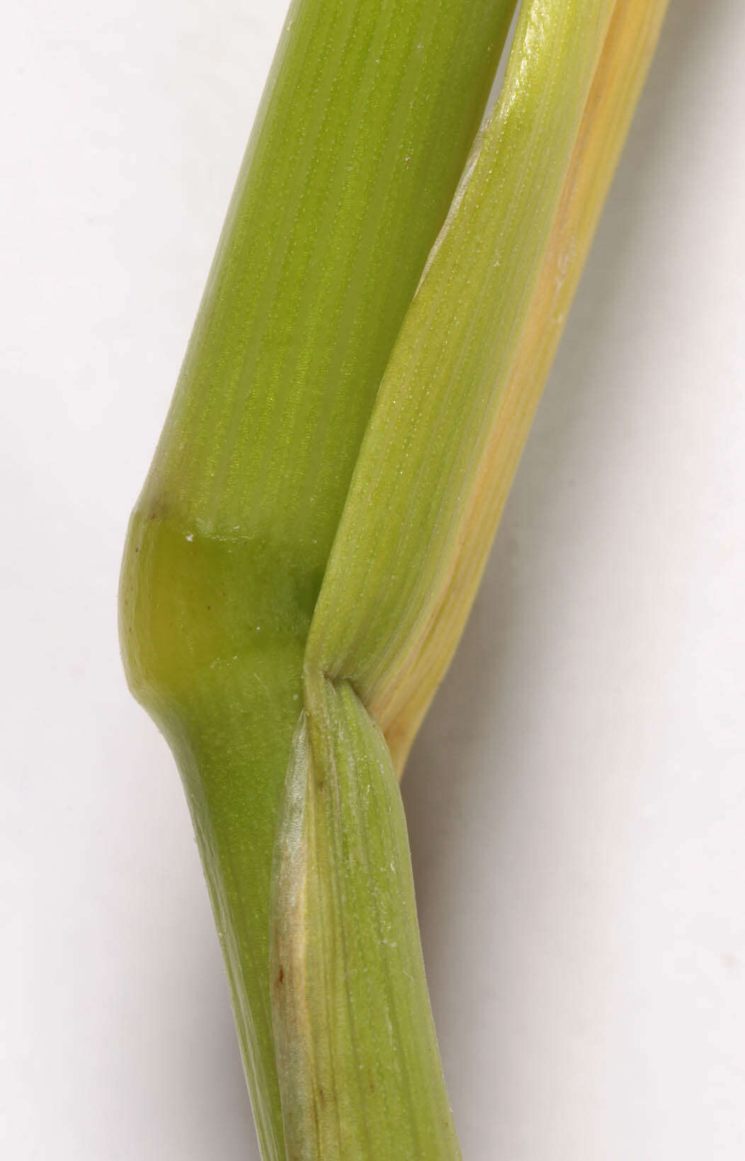 Image of meadow foxtail