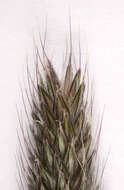 Image of meadow foxtail