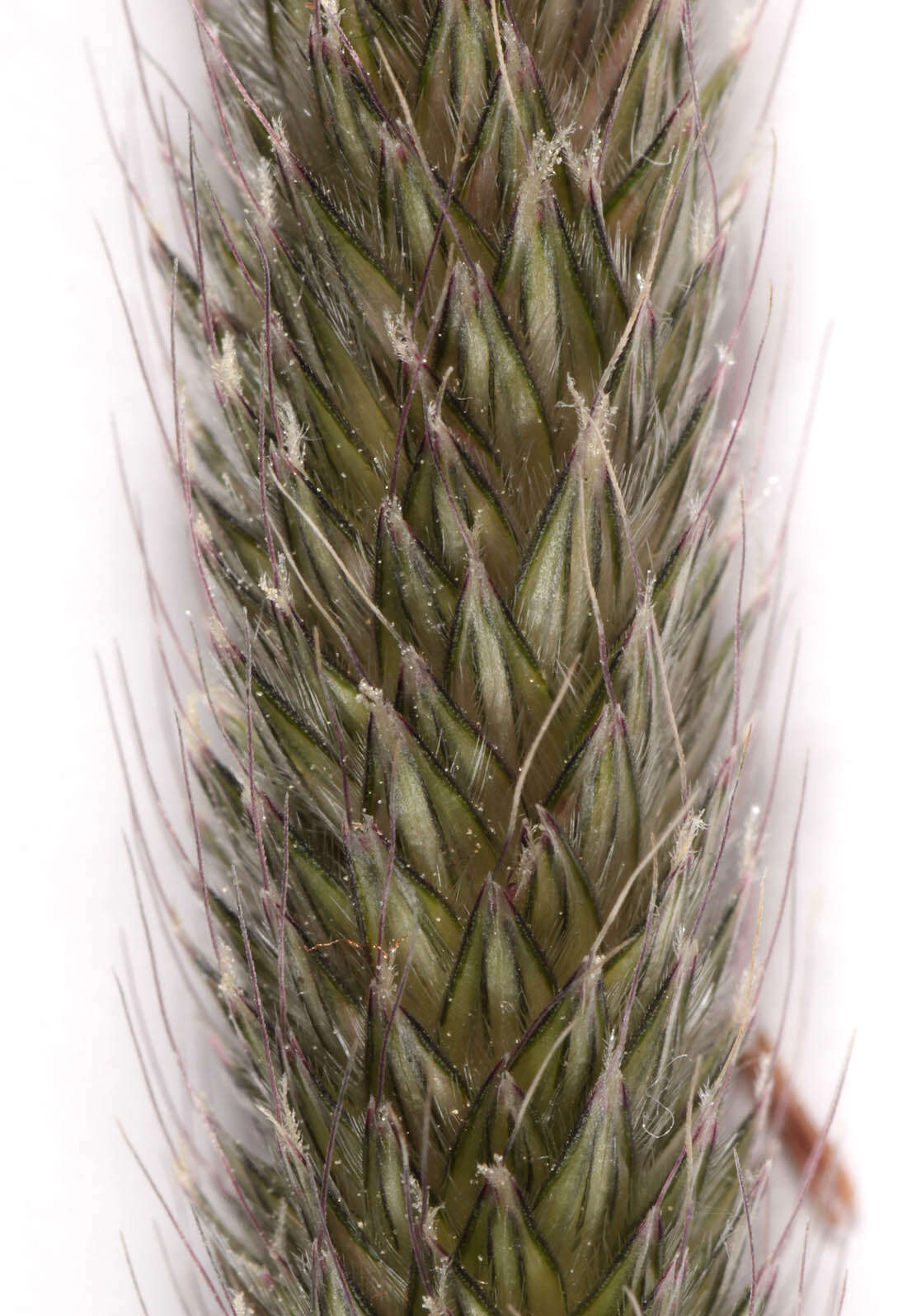 Image of meadow foxtail