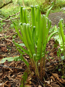 Image of Asplenium scolopendrium subsp. scolopendrium