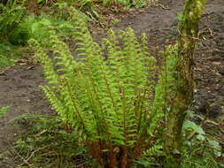 Image of Soft Shield Fern