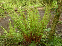 Image of Soft Shield Fern