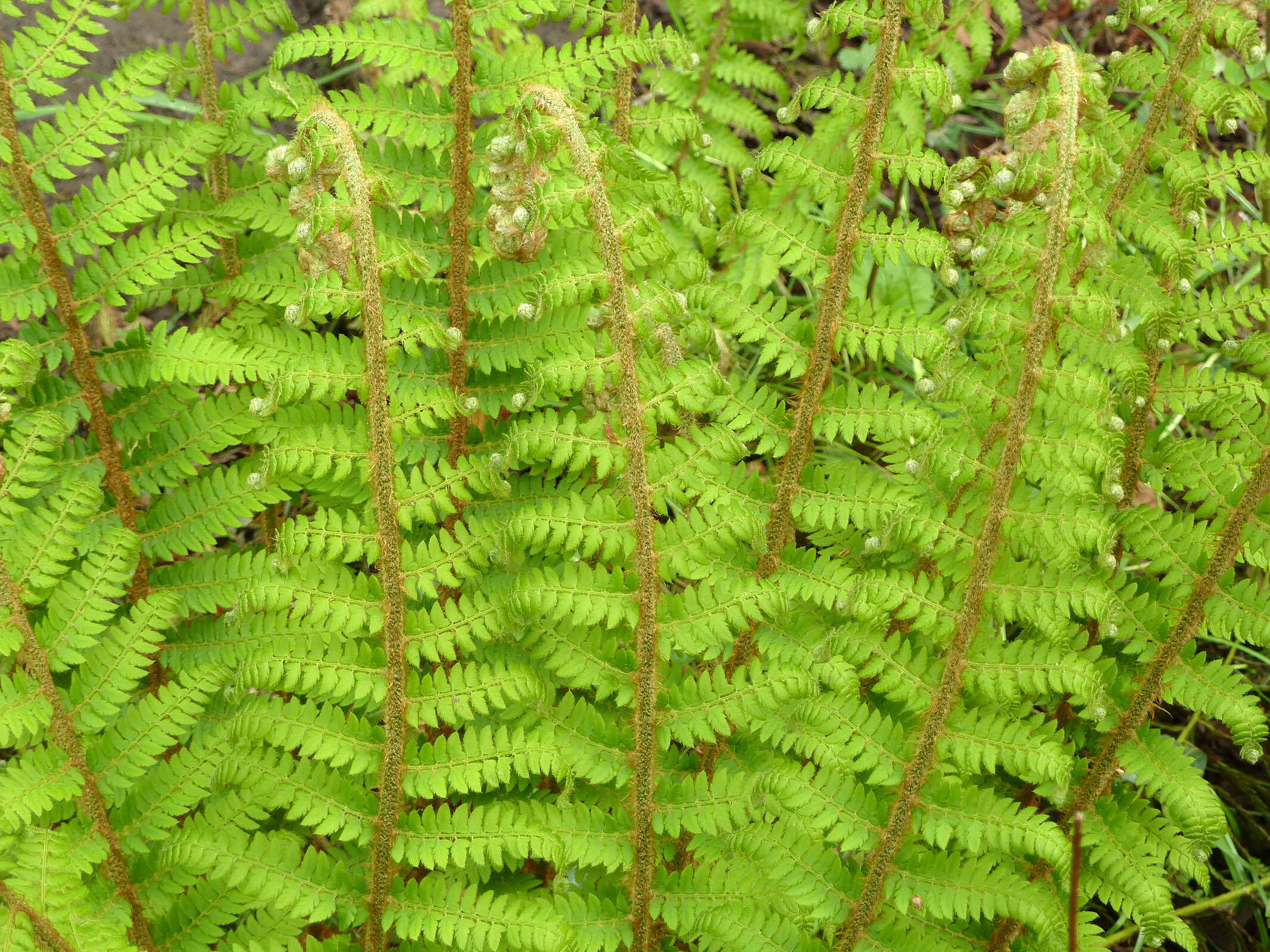 Image of Soft Shield Fern