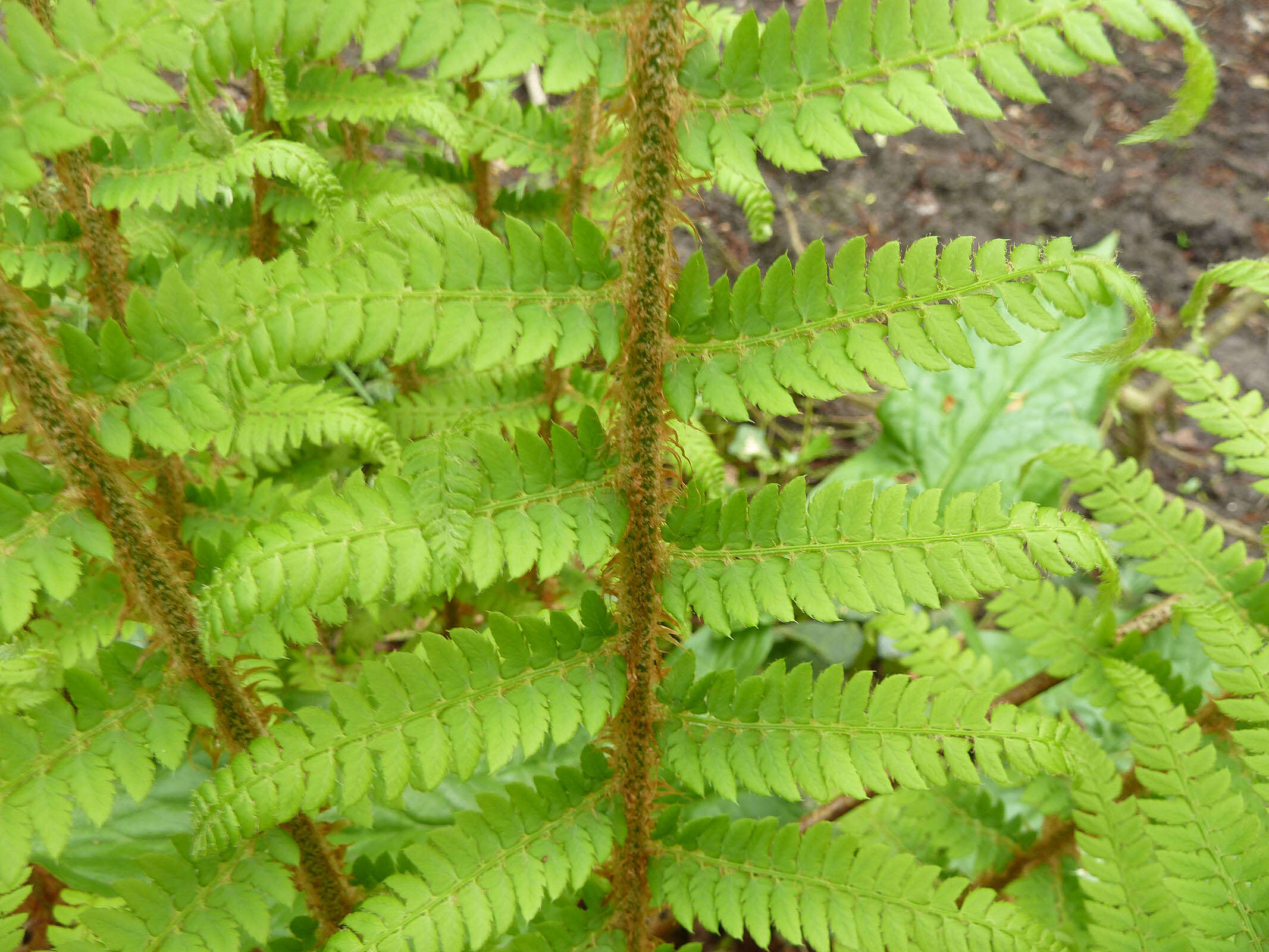 Image of Soft Shield Fern