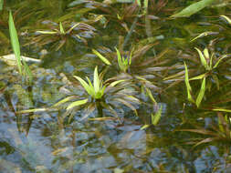 Image of water soldiers