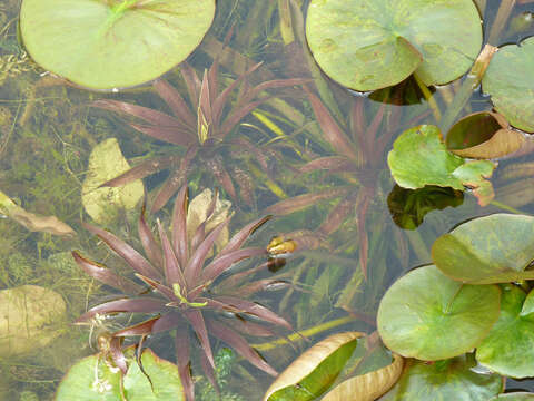 Image of water soldiers