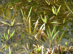 Image of water soldiers