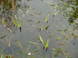 Image of water soldiers