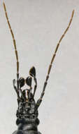 Image of Cychrus caraboides (Linnaeus 1758)