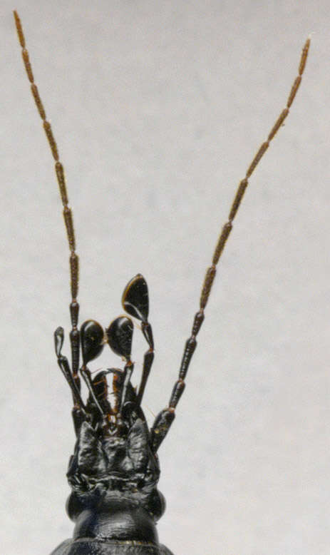 Image of Cychrus caraboides (Linnaeus 1758)