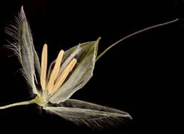 Image of meadow foxtail