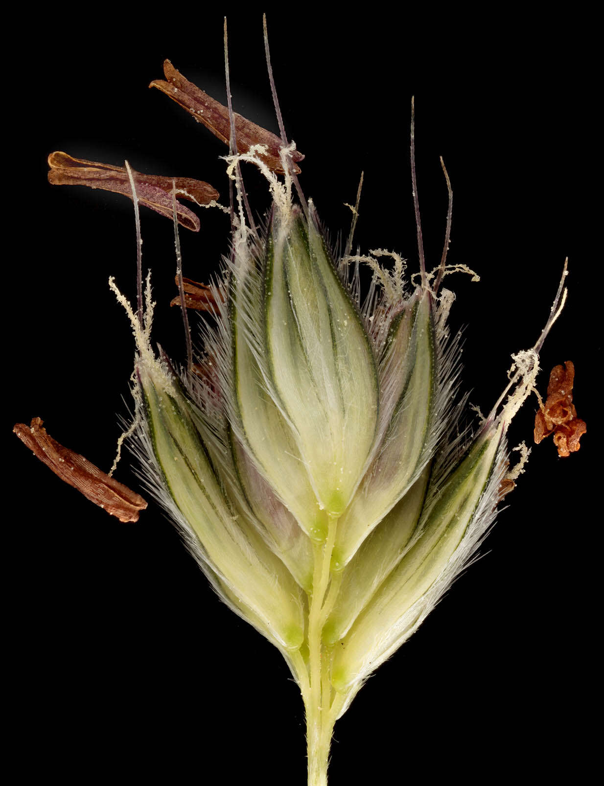 Image of meadow foxtail