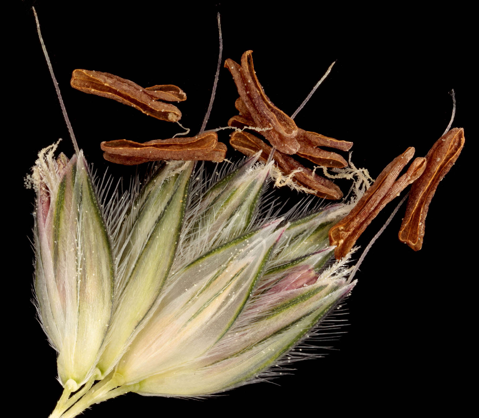 Image of meadow foxtail