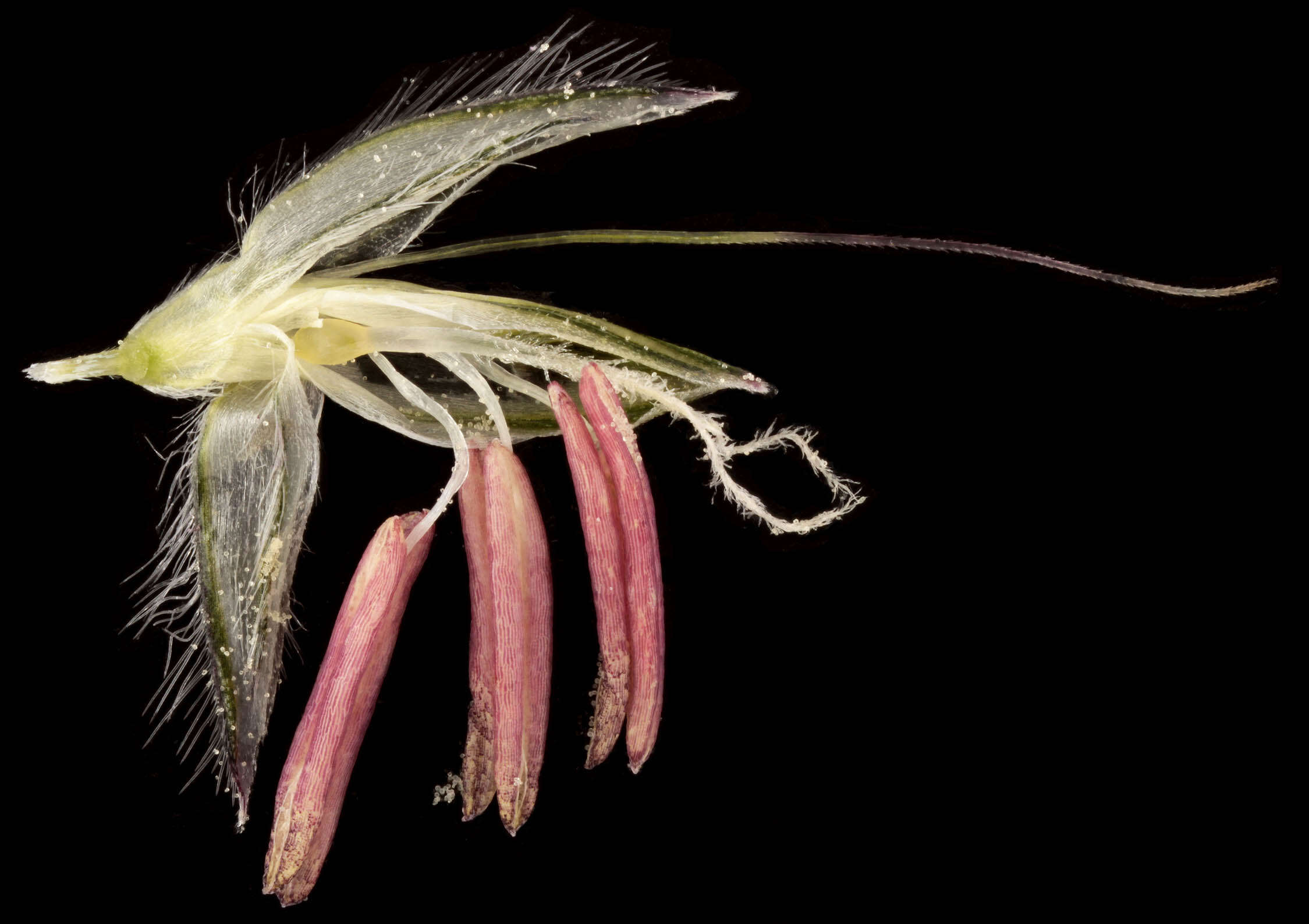 Image of meadow foxtail