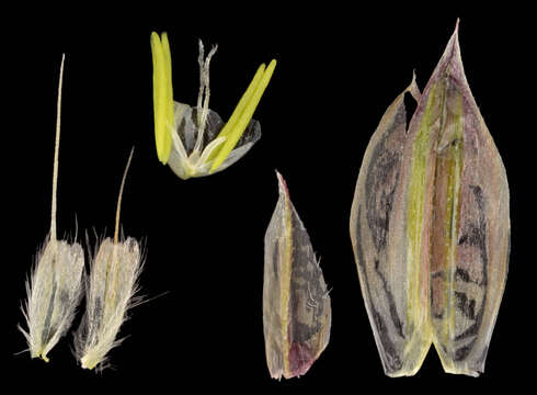 Imagem de Anthoxanthum odoratum L.