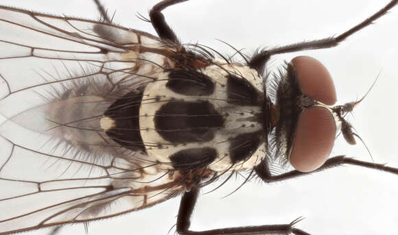 Image of Anthomyia procellaris Rondani 1866