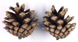 Image of Scotch Pine