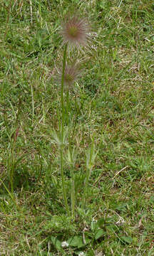 Imagem de Pulsatilla vulgaris Miller