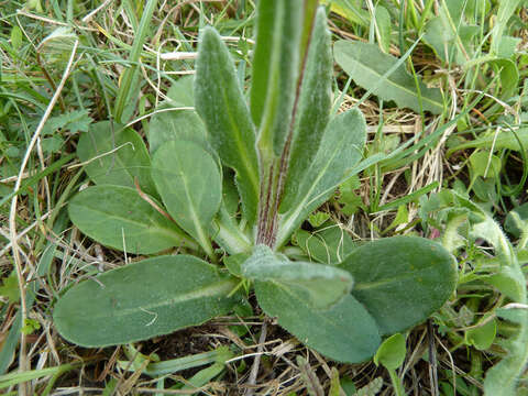 Image de Tephroseris integrifolia subsp. integrifolia