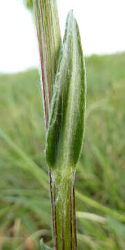 Image de Tephroseris integrifolia subsp. integrifolia