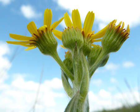 Image de Tephroseris integrifolia subsp. integrifolia