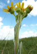 Image de Tephroseris integrifolia subsp. integrifolia