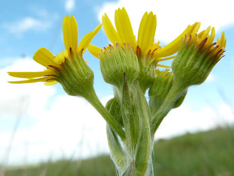 Image de Tephroseris integrifolia subsp. integrifolia