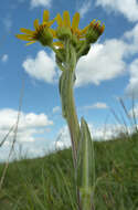 Image de Tephroseris integrifolia subsp. integrifolia