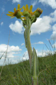 Image de Tephroseris integrifolia subsp. integrifolia