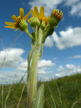 Image de Tephroseris integrifolia subsp. integrifolia