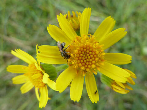 Image de Tephroseris integrifolia subsp. integrifolia