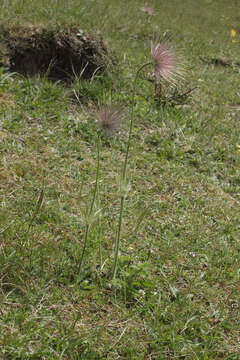 Imagem de Pulsatilla vulgaris Miller