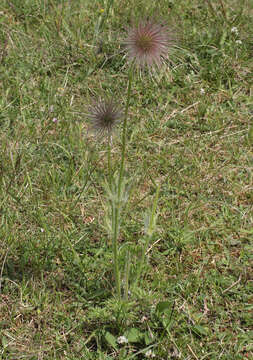 Imagem de Pulsatilla vulgaris Miller