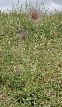 Imagem de Pulsatilla vulgaris Miller