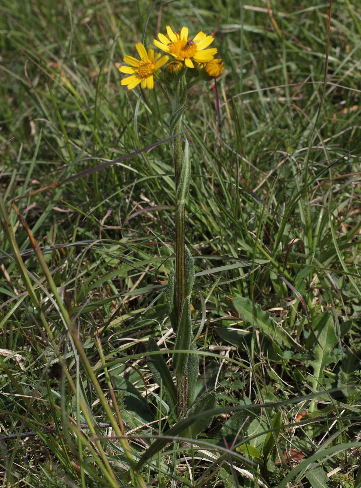 Image de Tephroseris integrifolia subsp. integrifolia